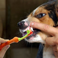 Toothbrush With Three Sided Dogs Rubber