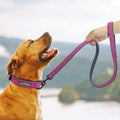 Leather Dog Collar Leash Set