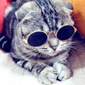 Cat Sunglasses Reflection Props Accessories