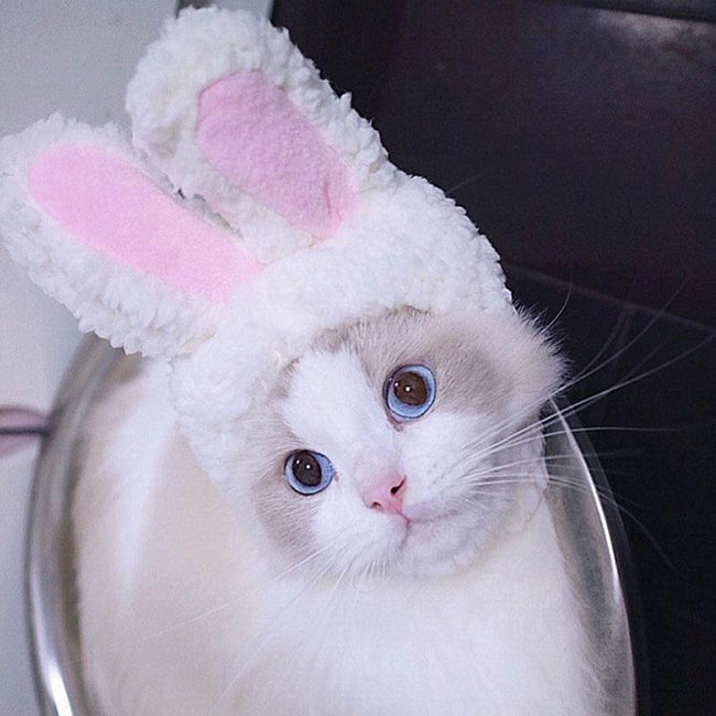 Cosplay Rabbit Ears Cap Hat for Cat